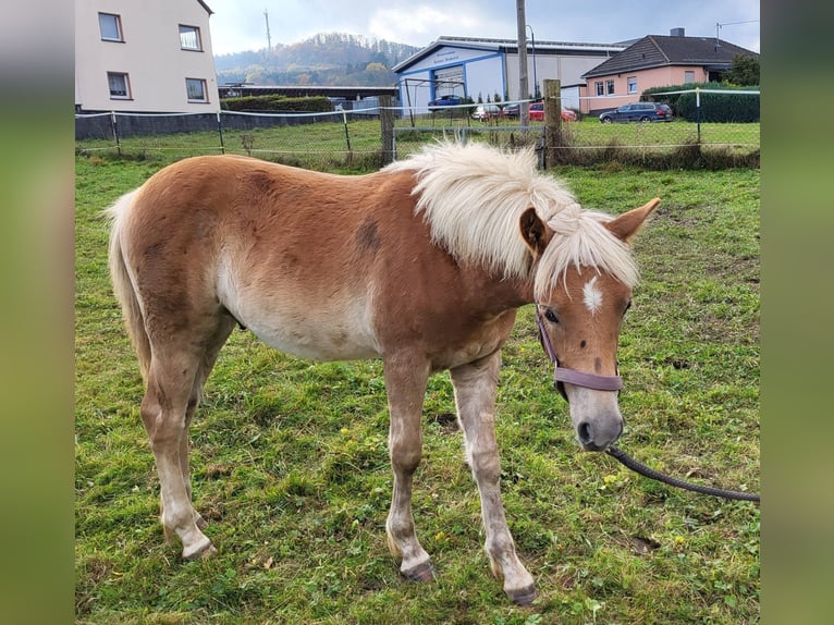 Haflinger Hengst 2 Jahre in Bereborn