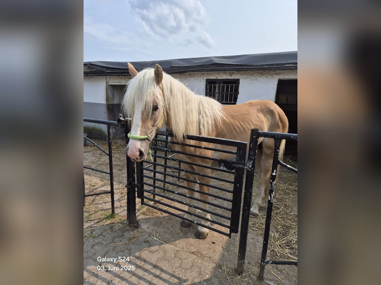 Haflinger Hengst 2 Jahre in Mönchengladbachmö Haflinger Hengst 2 Jahre in Mönchengladbachmö