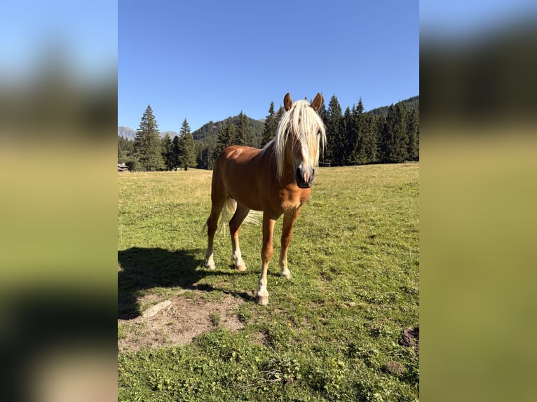 Haflinger Hengst 2 Jahre  in Oberwölz