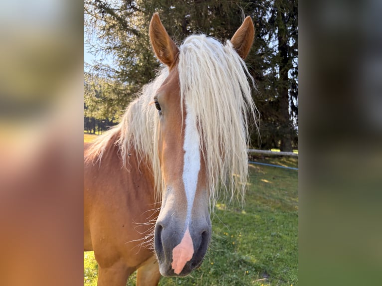 Haflinger Hengst 2 Jahre  in Oberwölz