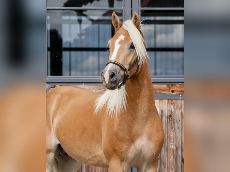 Haflinger Hengst 2 Jahre Fuchs in Ebermannsdorf