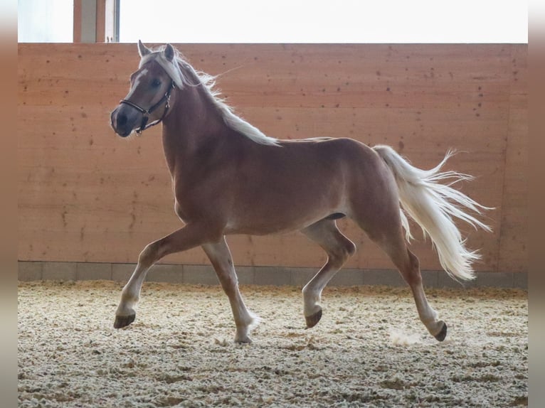 Haflinger Hengst 2 Jahre Fuchs in Ebermannsdorf