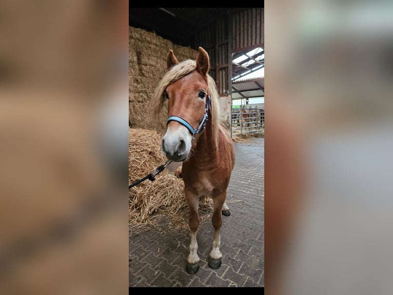 Haflinger Hengst 3 Jaar 144 cm Vos in Wolfstein