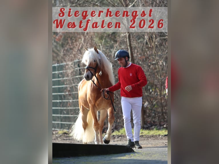Haflinger Hengst 3 Jaar 145 cm Vos in Duisburg