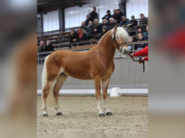 Haflinger Hengst 3 Jaar 145 cm Vos in Duisburg
