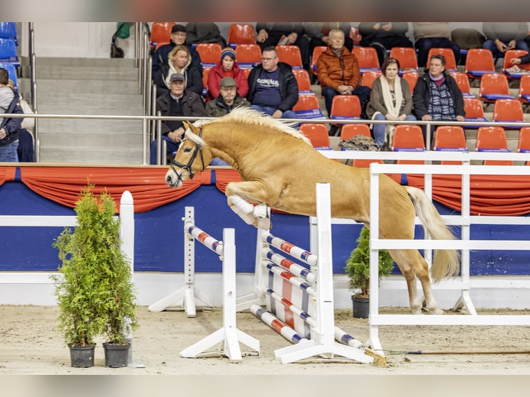 Haflinger Hengst 3 Jaar 145 cm Vos in Edewecht