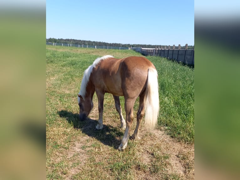 Haflinger Hengst 3 Jaar 147 cm Donkere-vos in Opatowiec