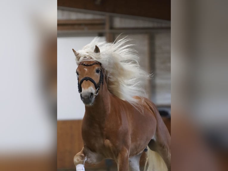 Haflinger Hengst 3 Jaar 147 cm Vos in Duisburg