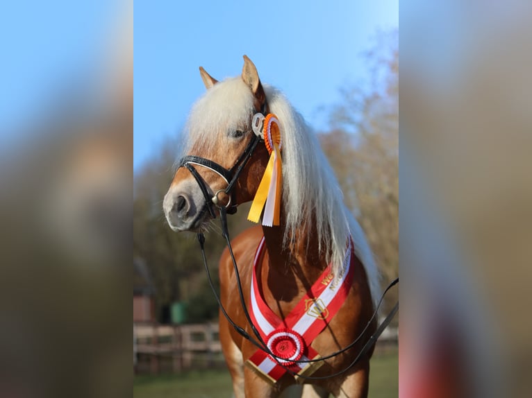 Haflinger Hengst 3 Jaar 147 cm Vos in Duisburg