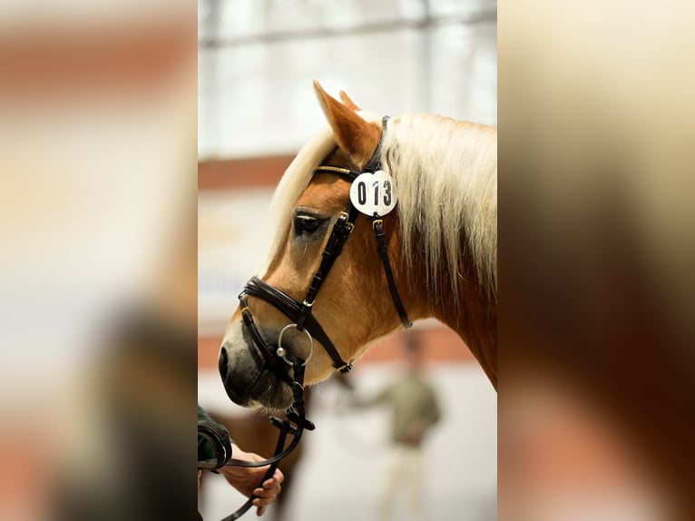 Haflinger Hengst 3 Jaar 148 cm  in Brühl