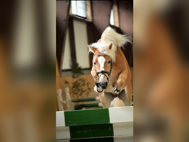 Haflinger Hengst 3 Jaar 148 cm  in Brühl