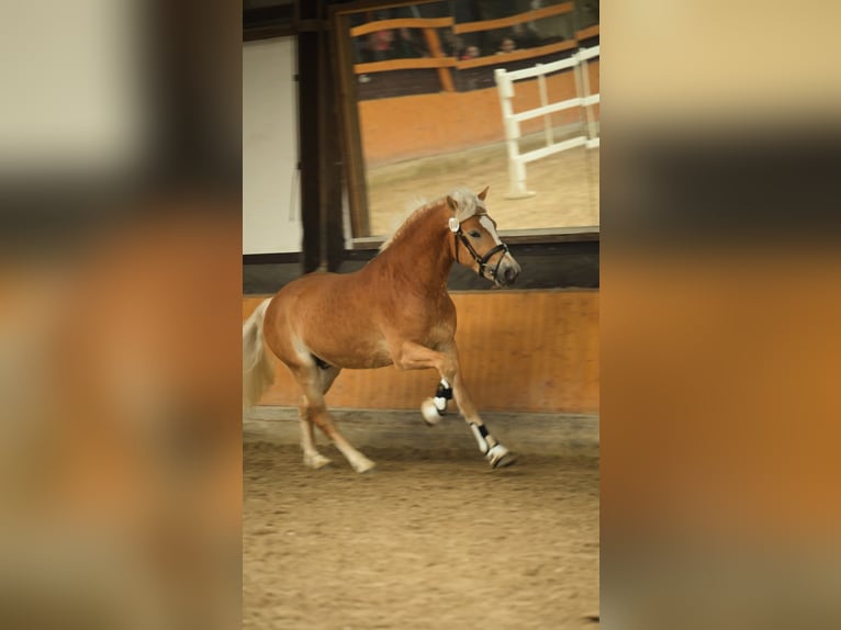 Haflinger Hengst 3 Jaar 148 cm  in Brühl
