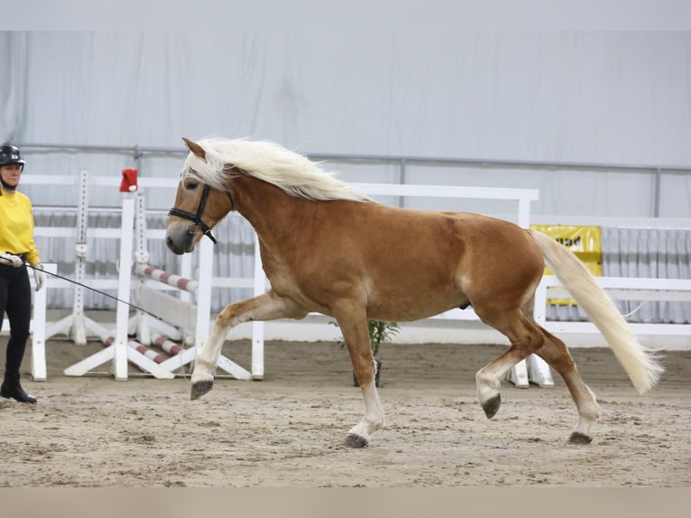 Haflinger Hengst 3 Jaar 149 cm Vos in Meinersen