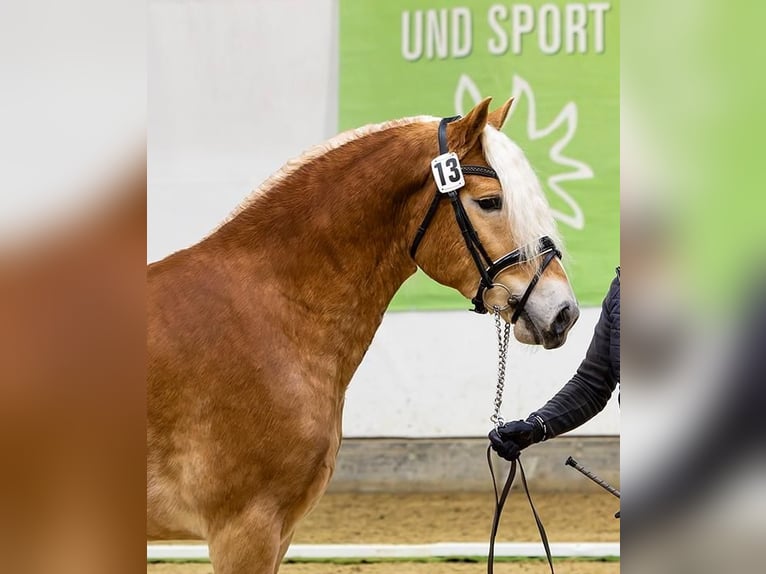 Haflinger Hengst 3 Jaar 150 cm in St. Koloman