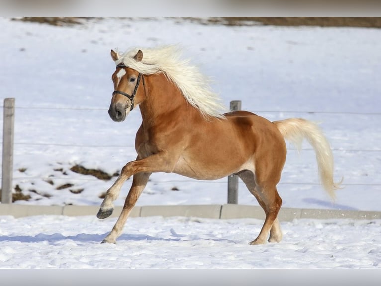 Haflinger Hengst 3 Jaar 150 cm Vos in Feldkirchen