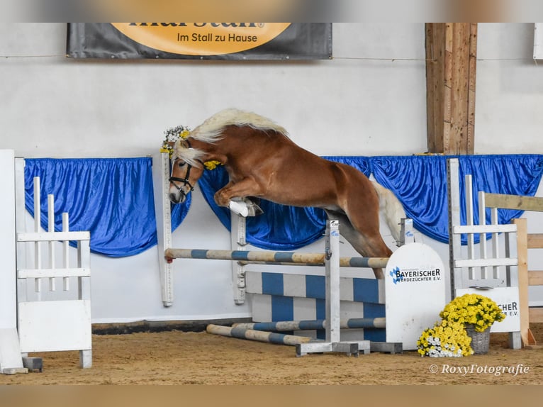 Haflinger Hengst 3 Jaar 151 cm Vos in Koßdorf