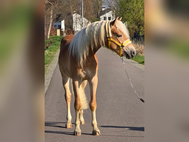 Haflinger Hengst 3 Jaar 153 cm Palomino in Someren
