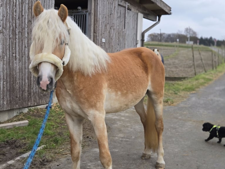 Haflinger Hengst 3 Jaar 153 cm Vos in Spratzern