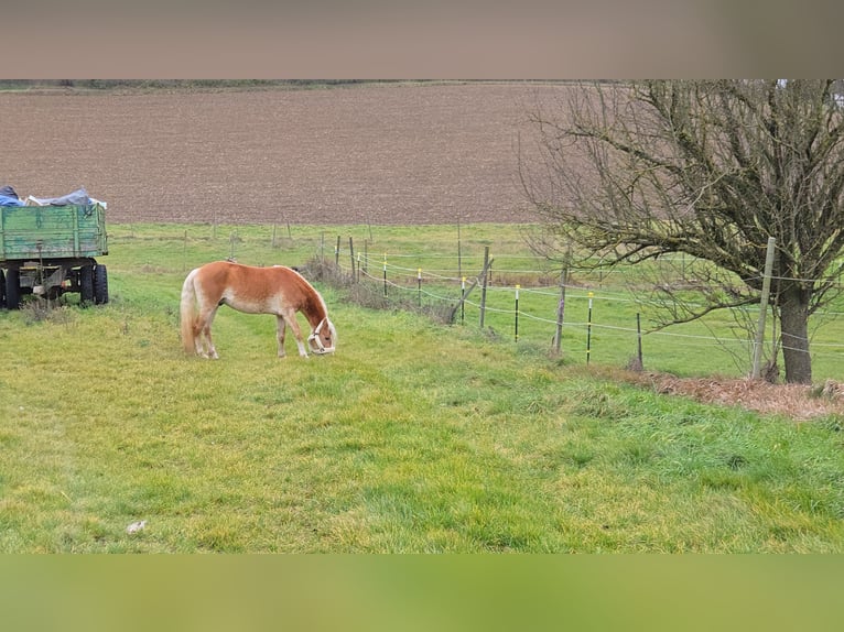 Haflinger Hengst 3 Jaar 153 cm Vos in Spratzern