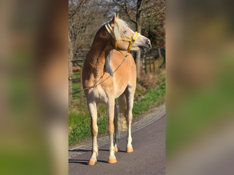 Haflinger Hengst 3 Jaar 155 cm Palomino in Someren