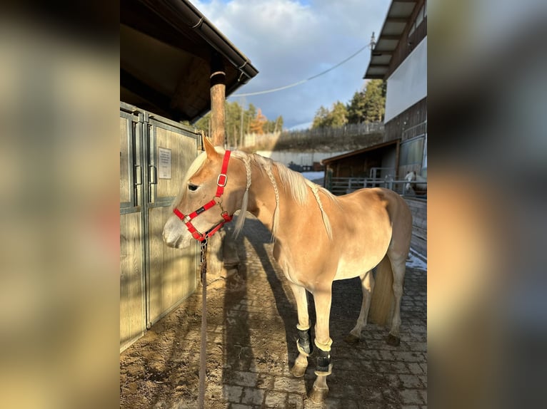 Haflinger Hengst 3 Jaar in Brixen