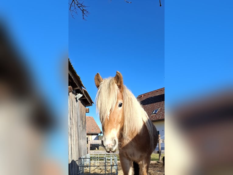 Haflinger Hengst 3 Jaar in Oisnitz