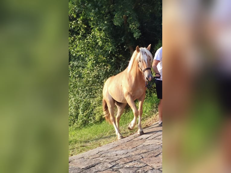 Haflinger Hengst 3 Jaar in Oisnitz