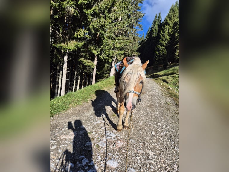 Haflinger Hengst 3 Jaar Vos in H&#xFC;ttau
