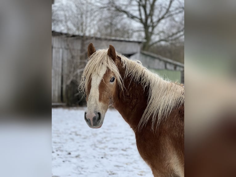 Haflinger Hengst 3 Jaar Vos in Seedorf