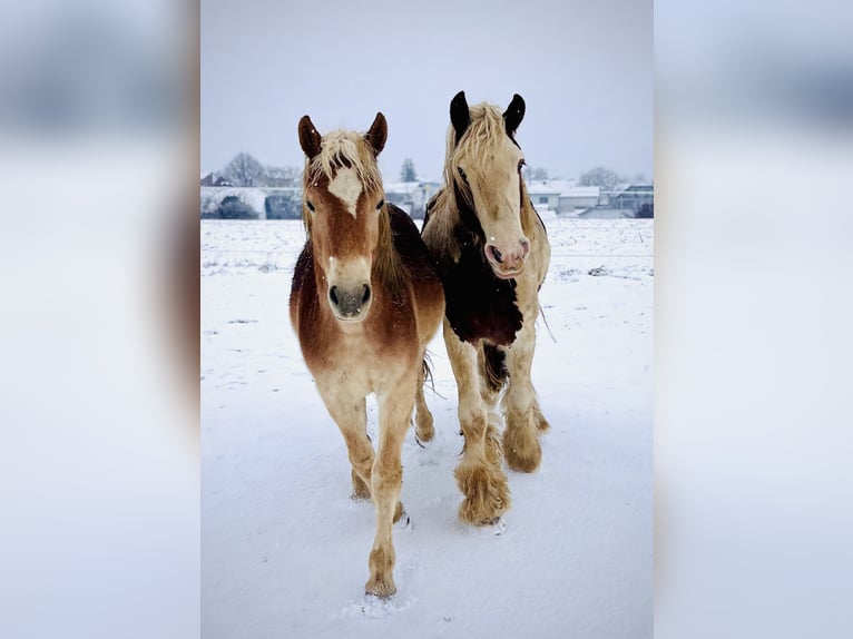 Haflinger Hengst 3 Jahre 140 cm Fuchs in Sierning