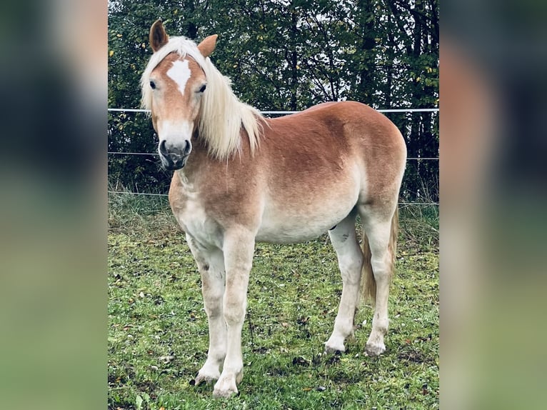 Haflinger Hengst 3 Jahre 140 cm Fuchs in Sierning
