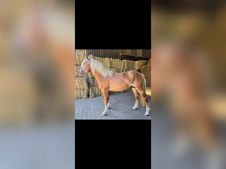 Haflinger Hengst 3 Jahre 146 cm Fuchs in Rutsweiler/Lauter