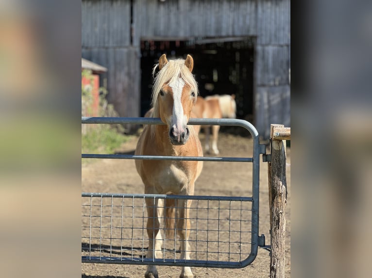 Haflinger Hengst 3 Jahre 146 cm Fuchs in Seedorf