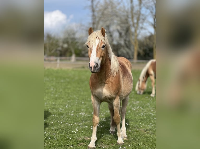 Haflinger Hengst 3 Jahre 146 cm Fuchs in Seedorf