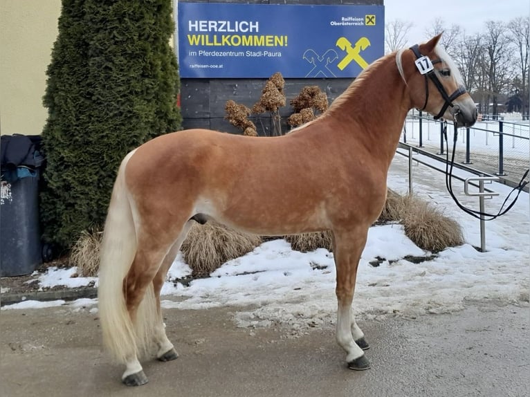 Haflinger Hengst 3 Jahre 146 cm Fuchs in Wiesmath