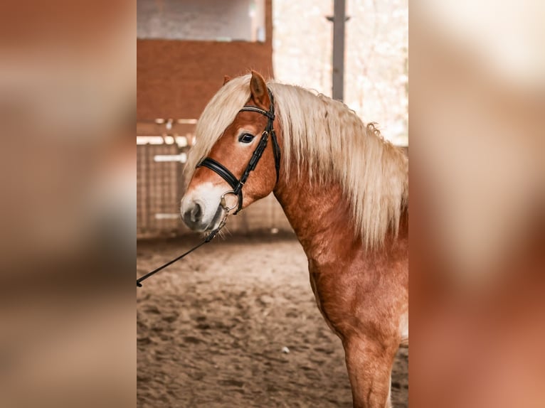 Haflinger Hengst 3 Jahre 148 cm Fuchs in Meinersen