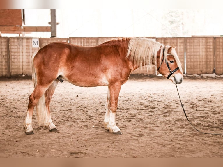 Haflinger Hengst 3 Jahre 148 cm Fuchs in Meinersen