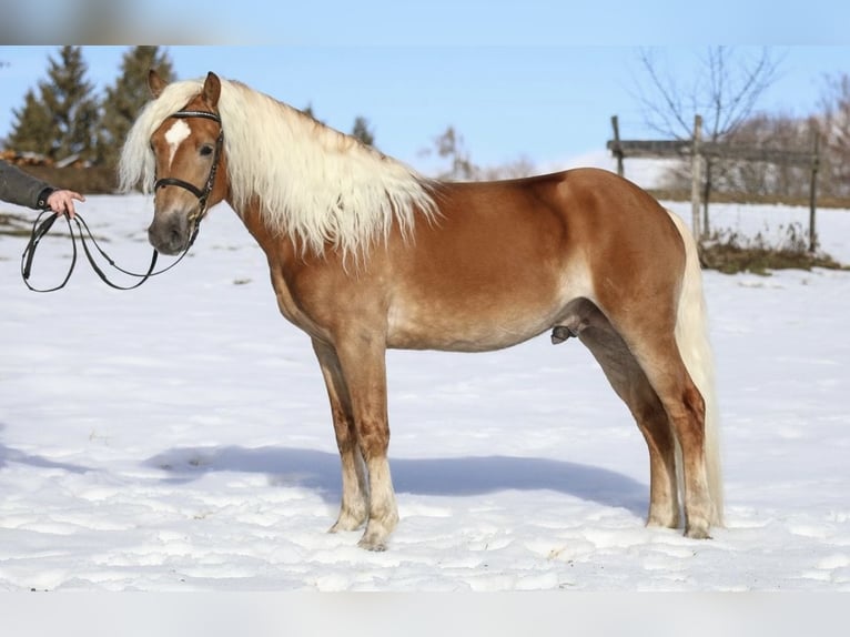 Haflinger Hengst 3 Jahre 150 cm Fuchs in Feldkirchen