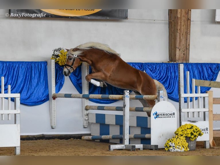 Haflinger Hengst 3 Jahre 151 cm Fuchs in Koßdorf