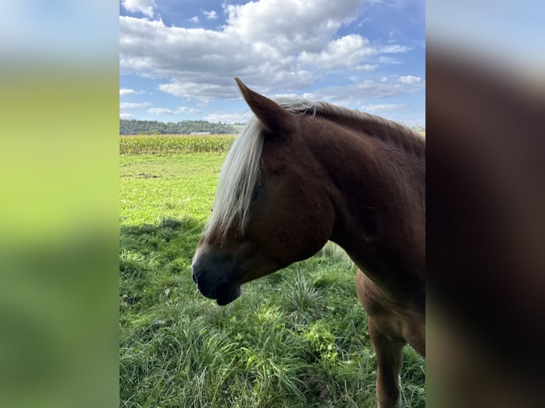 Haflinger Hengst 3 Jahre 152 cm  in Fronreute