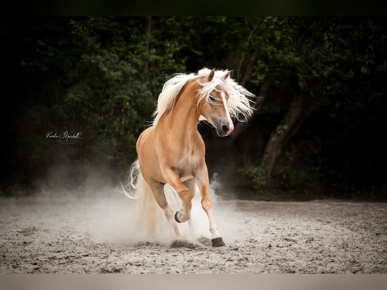 Haflinger Hengst 3 Jahre 152 cm Fuchs in Staufenberg