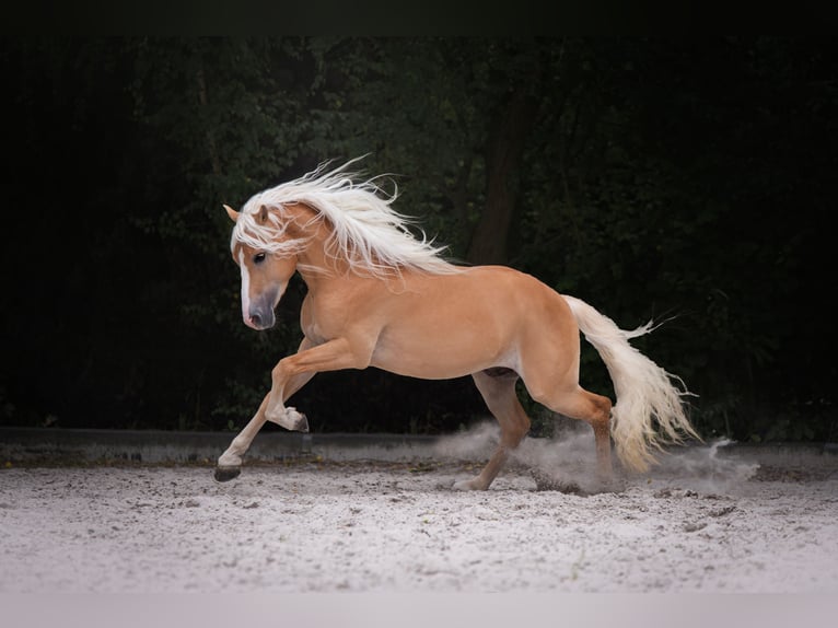 Haflinger Hengst 3 Jahre 152 cm Fuchs in Staufenberg