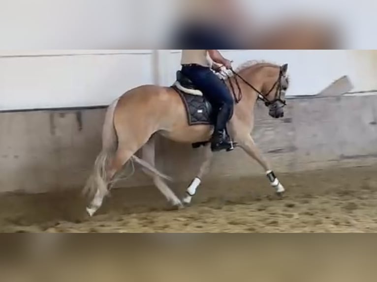 Haflinger Hengst 3 Jahre 152 cm Fuchs in Staufenberg