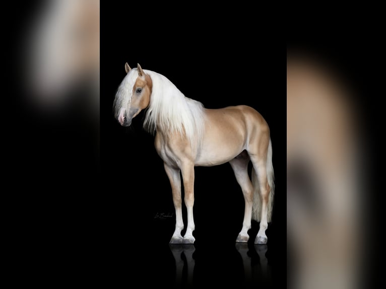 Haflinger Hengst 3 Jahre 152 cm Fuchs in Staufenberg