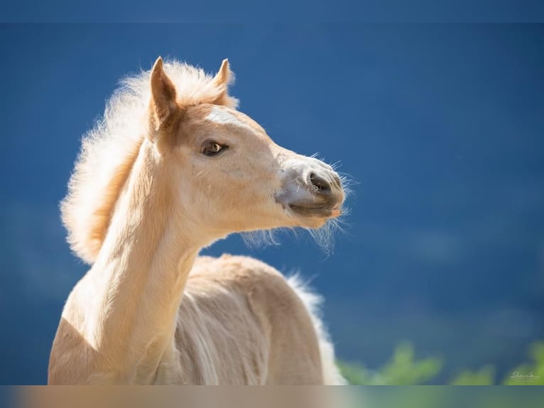 Haflinger Hengst 3 Jahre 152 cm in Trebbin