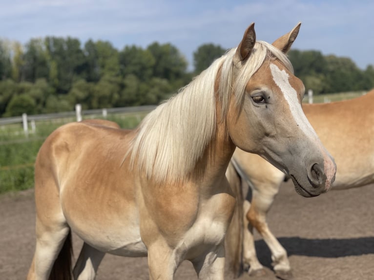 Haflinger Hengst 3 Jahre 152 cm in Trebbin