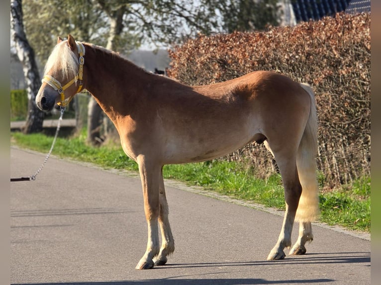 Haflinger Hengst 3 Jahre 153 cm Palomino in Someren