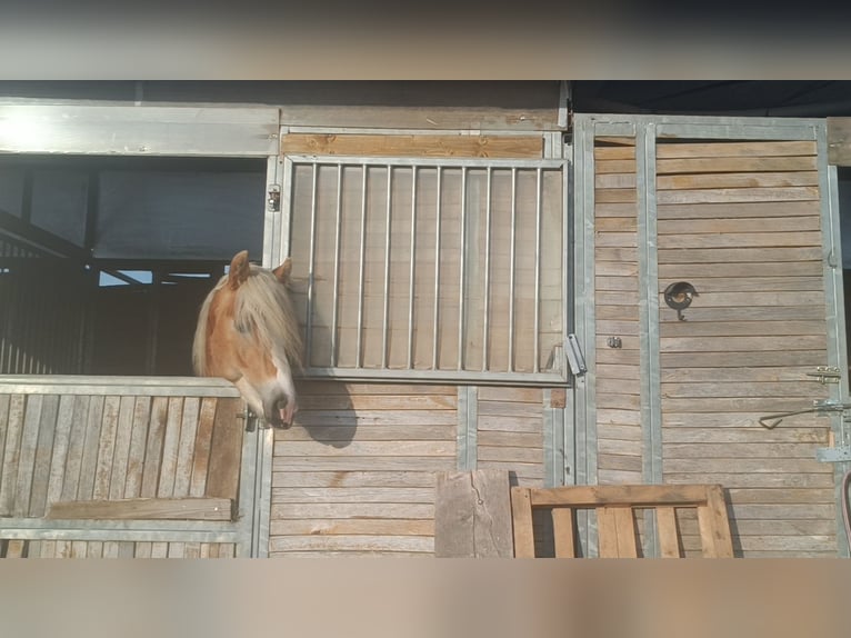 Haflinger Hengst 3 Jahre 155 cm Fuchs in Matzersdorf