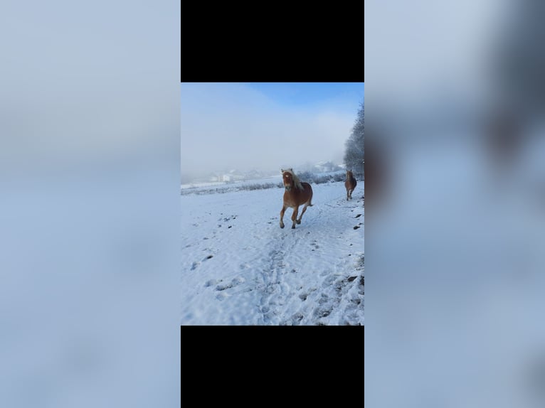 Haflinger Hengst 3 Jahre in Winterberg
