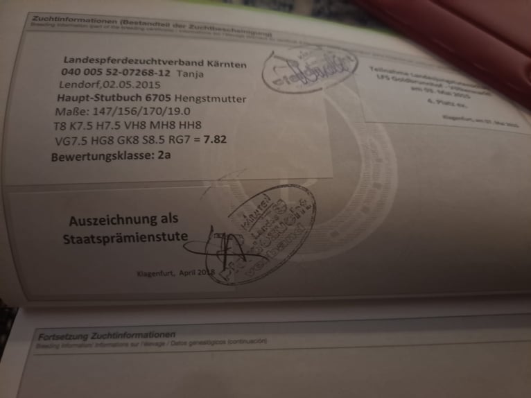 Haflinger Hengst 3 Jahre in Obertilliach